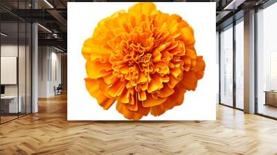 beautiful yellow marigold flower isolated on transparent background, Generative ai Wall mural