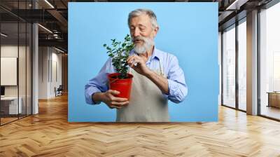 Young bearded man, dressed in blue shirt and gray apron taking care of flowers. close up portrait. isolated blue background. old man touching leaves of house flower. man looking for dry leaves Wall mural