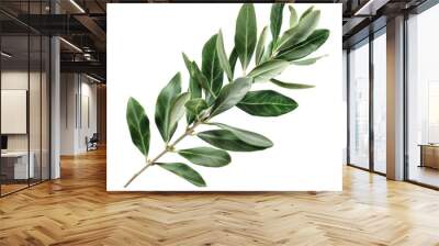 Fresh Green Olive Branch on White Isolated on Transparent or White Background, PNG Wall mural