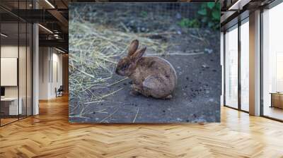 Large gray rabbit sitting near its cage and waiting for food Wall mural