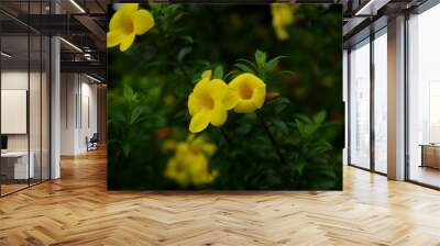 Yellow trumpet flowers used for decoration. Beautiful flower background
 Wall mural