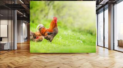 Beautiful Rooster standing on the grass in blurred nature green background Wall mural