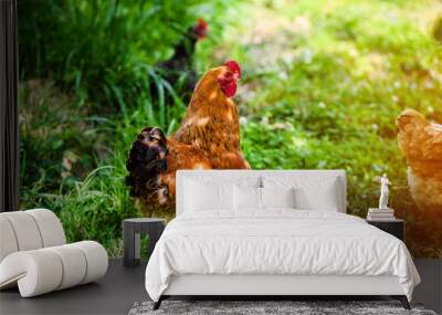 chicken on a farm Wall mural