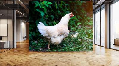 chicken on a farm Wall mural