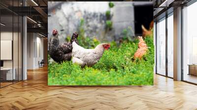 chicken on a farm Wall mural