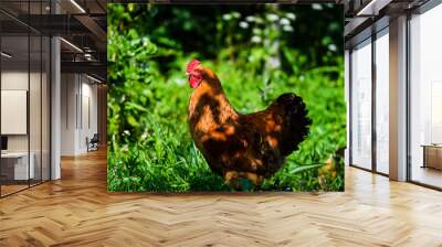 chicken on a farm Wall mural