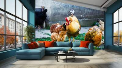 chicken on a farm Wall mural