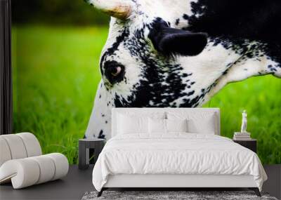 Cows grazing on a green field Wall mural