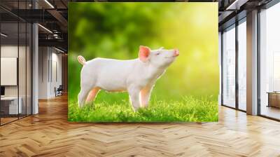 Cute baby pig relaxing and enjoying life and smiles, illuminated by the sun. Wall mural