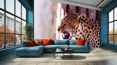 Portrait of a beautiful leopard. Big Cat. Wall mural