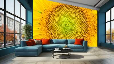 Sunflower and summer natural background. Sunflower blooming. Wall mural