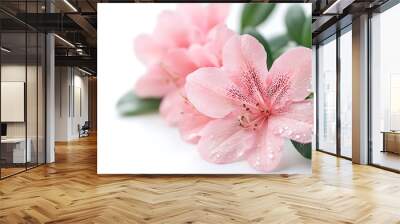 Azaleas flowers with leaves Pink flowers isolated on white background with clipping path : Generative AI Wall mural