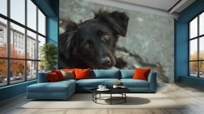 dog black stray dog on the street abandoned domestic animals or pets portrait domestic animals at street : Generative AI Wall mural