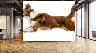 Dog run side view isolated Brown white border collie jump Panorama dogs concept or white background : Generative AI Wall mural