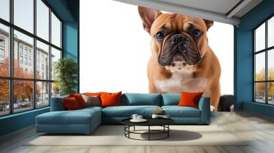 french bulldog  dog with guilty conscience  for overweight and to loose weight  standing on a scale isolated on white background with dumbbells : Generative AI Wall mural