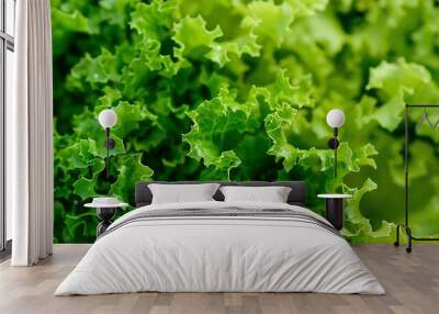 Fresh green lettuce closeup Green fresh background Banner selective focus : Generative AI Wall mural