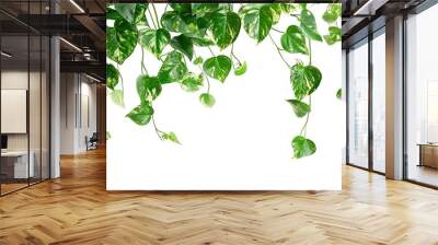 Golden pothos or Epipremnum aureum hanging vine plant isolated on white background with clipping path : Generative AI Wall mural