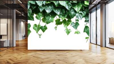 Green leaves Javanese treebine or Grape ivy Cissus spp jungle vine hanging ivy plant bush isolated on white background with clipping path : Generative AI Wall mural