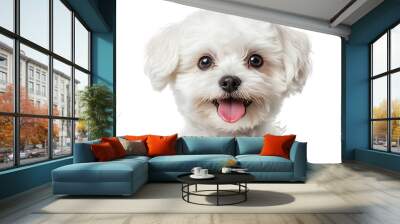 portrait of beautiful bichon puppy with fluffy fur sticking out tongue and looking forward in front of white background in studio : Generative AI Wall mural