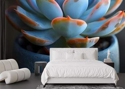 White pot with echeveria succulent plant. : Generative AI Wall mural