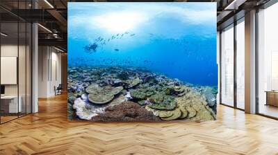 360 of diver over healthy coral in Palmyra Wall mural