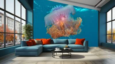 Large jellyfish underwater photo in ocean ocean  Wall mural