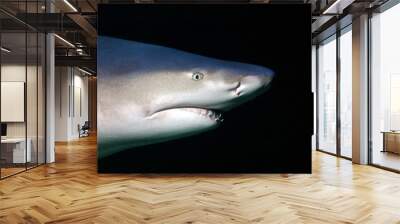 Lemon shark swimming in blackwater ocean Wall mural