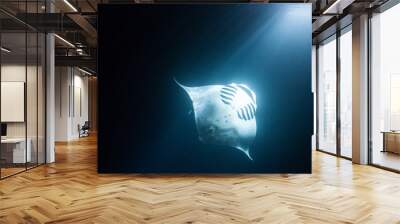 Manta ray swimming at night with light beam from surface Wall mural