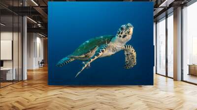 Sea turtle swimming Wall mural