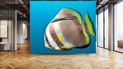 Single batfish with remora Wall mural