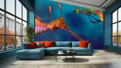 Two weedy seadragons Wall mural