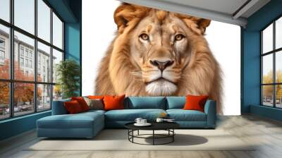 Portrait of a lion face shot isolated on white background Wall mural