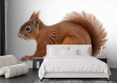 Red squirrel full body, side view, isolated on a transparent background Wall mural