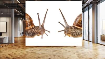 Two Snails isolated on transparent background Wall mural