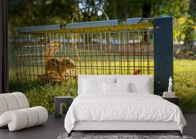 Chipmunk in live humane trap. Pest and rodent removal cage. Catch and release wildlife animal control service. Wall mural