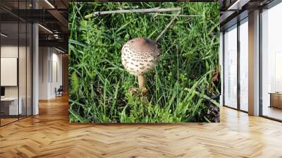 Forest mushrooms in Peloponnese, Greece. Wall mural