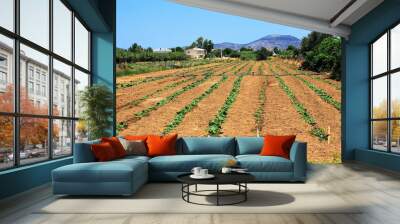 Growing vegetables on a field in Attica, Greece, August 2 2019. Wall mural