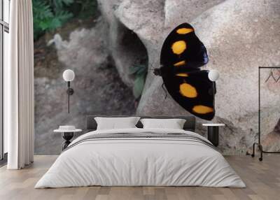 black and yellow butterfly 2 Wall mural