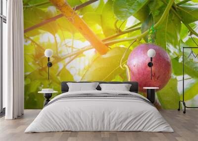 Sunset in autumn harvest. Green passion fruit on the vine in plantations Wall mural