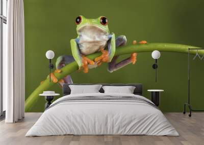 Red Eyed Tree Frog on Bamboo Wall mural