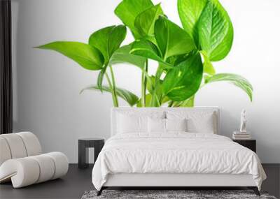 Plant in pot isolated on white background. Wall mural