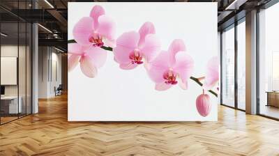 A pink orchid blossom against a white background, showcasing its elegant petals. Wall mural