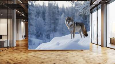 A winter scene in the Russian wilderness, with a lone wolf against a snowy backdrop. Wall mural