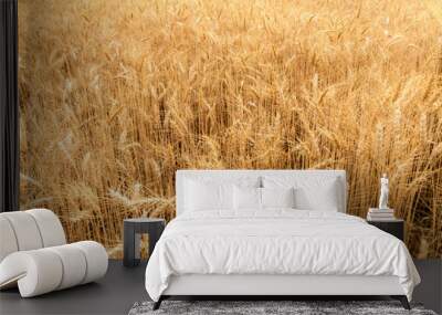 Wheat Field Wall mural