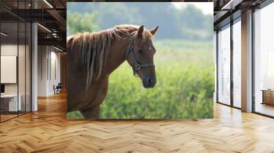 brown horse covered with fly s Wall mural