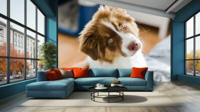 Curious puppy of australian shepherd  Wall mural