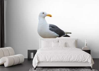 Isolated standing seagull on blank background Wall mural