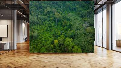 Aerial view diversity green tree tropical rainforest on mountain Wall mural