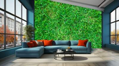 Green grass background nature texture Wall mural