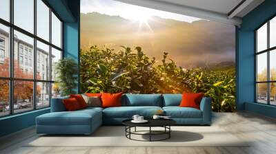 Sunrise morning in tea plantation field on mountain Wall mural